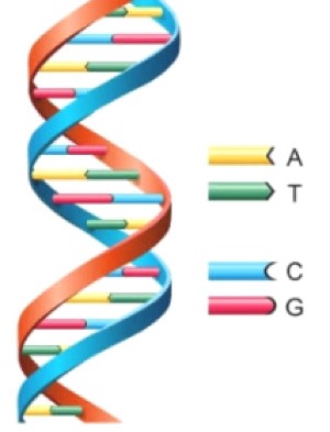 Figure 3: showing a DNA double helix