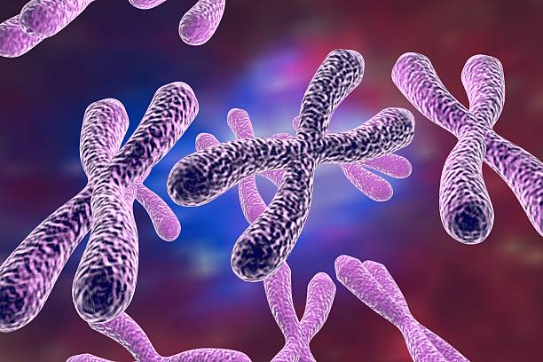 Human chromosomes, 3D illustration. Science and medicine background